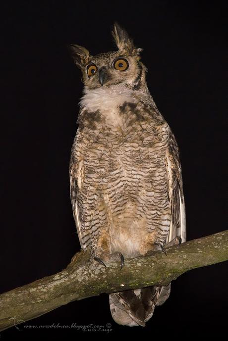 Ñacurutú (Great Horned Owl) Bubo virginianus