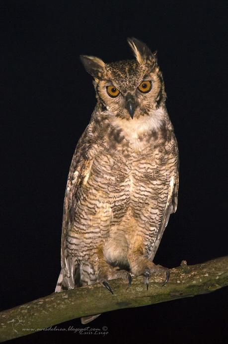 Ñacurutú (Great Horned Owl) Bubo virginianus