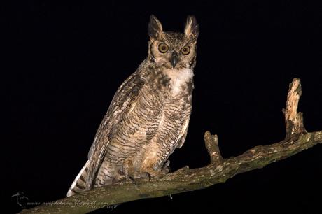 Ñacurutú (Great Horned Owl) Bubo virginianus