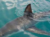 Advirtieron tiburones Puerto Cabello podrían mantenerse hasta enero