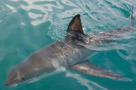 Advirtieron que tiburones en Puerto Cabello podrían mantenerse hasta enero