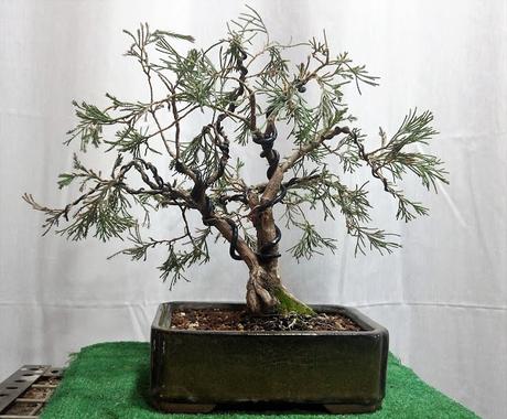 Junipero lloron : cambio de diseño