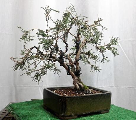 Junipero lloron : cambio de diseño