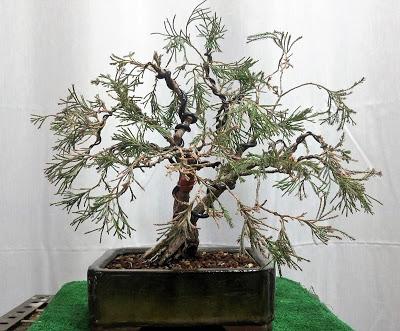 Junipero lloron : cambio de diseño