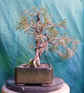 Junipero lloron : cambio de diseño