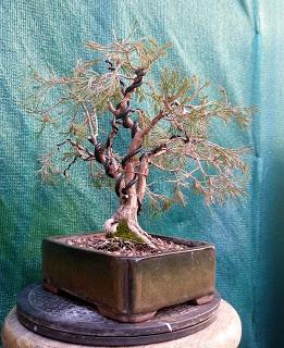 Junipero lloron : cambio de diseño