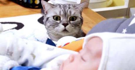 La reacción que tuvieron estos gatos al conocer a su minihumano, es lo más tierno que verás hoy