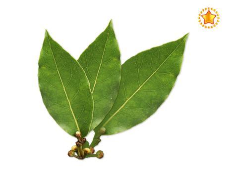 El laurel, un ingrediente estrella para terminar el año.