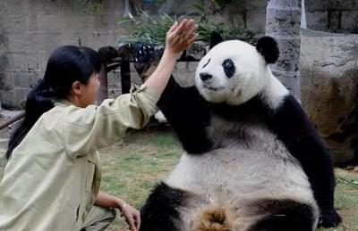 Adiós a Pan-Pan, el panda gigante más longevo del mundo
