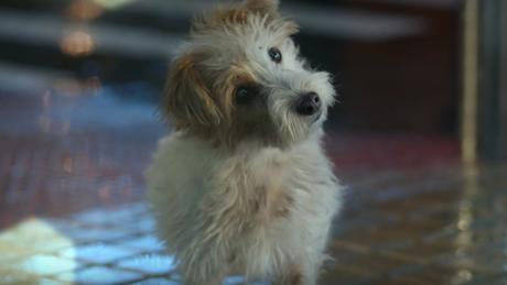 Un adorable perro abandonado protagoniza el anuncio navideño de Repsol #magiaenelcamino