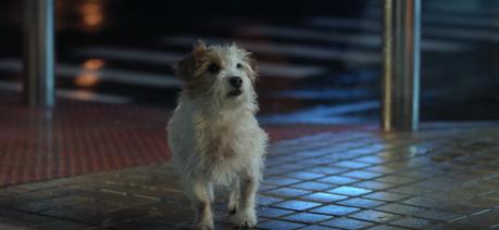 Un adorable perro abandonado protagoniza el anuncio navideño de Repsol #magiaenelcamino