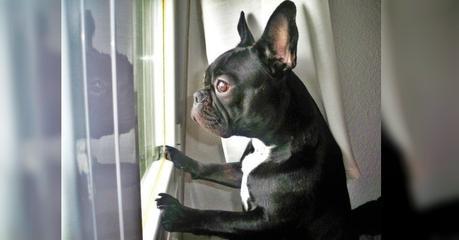 Así de emotiva fue la despedida de Gary, el perro de la Princesa Leia Así de emotiva fue la despedida de Gary, el perro de la Princesa Leia