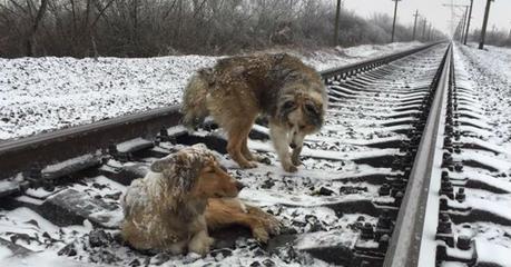 Perro protege a su compañera moribunda cuando un tren les pasa por encima