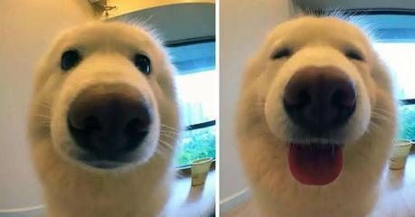 Tiernas fotos de animales antes y después de ser llamados “buen chico” [Fotos]