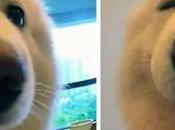 Tiernas fotos animales antes después llamados “buen chico” [Fotos]