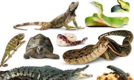 Los mejores reptiles domésticos que puedes tener en casa