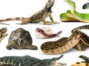 mejores reptiles domésticos puedes tener casa