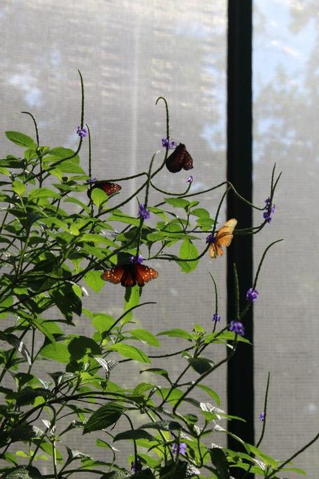 Mariposario de la Quinta de los Molinos, en La Habana. Foto: Alejandra García / Cachivache Media.