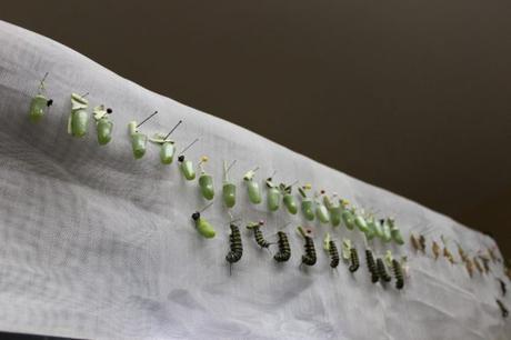 Larvario en la Quinta de los Molinos. Foto: Alejandra García/ Cachivache Media