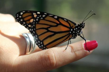 Mariposa Foto: Alejandra García / Cachivache Media.