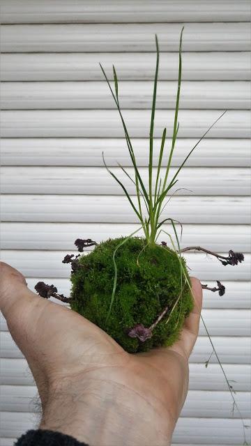 Últimas compras del 2016 .