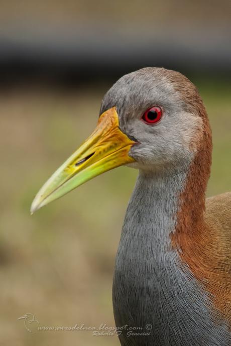 Ipacaá (Giant wood-Rail) Aramides ypecaha