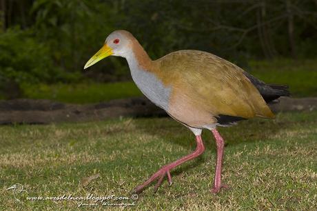 Ipacaá (Giant wood-Rail) Aramides ypecaha