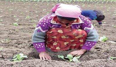 APORTE DE INGRESO ECONÓMICO DE LAS MUJERES RURALES A SUS HOGARES