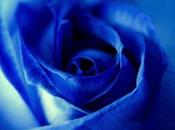 ¿Cómo actúan Flores Bach?