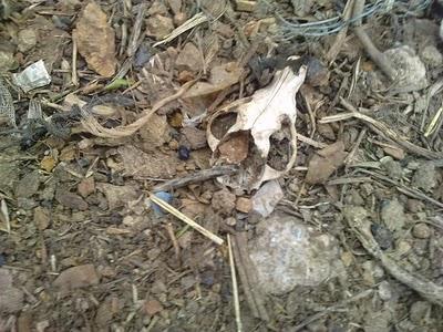 PANORAMA DESOLADOR: perros esqueléticos entre restos de cadáveres, necesitamos ayuda!!!