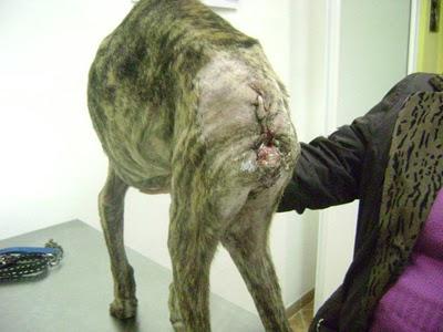 TIGRE, galgo 5 meses con rabo cangrenado, a punto de morir. (Sevilla)