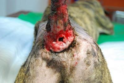 TIGRE, galgo 5 meses con rabo cangrenado, a punto de morir. (Sevilla)