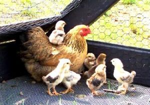 MATANZA de un GALLO BLANCO