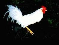 MATANZA de un GALLO BLANCO