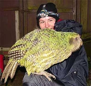 loro2