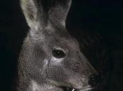 gran biodiversidad nuestro planeta