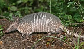 armadillo