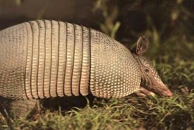 armadillo2