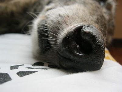 Tocándome las narices....