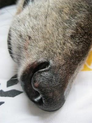 Tocándome las narices....