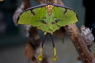 El Mariposario del Drago - Icod de los Vinos - Tenerife