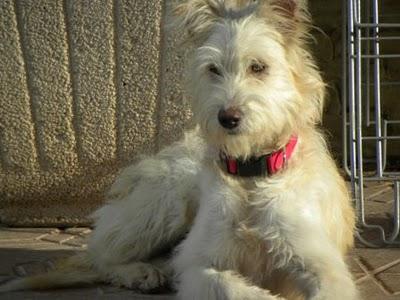 Wendy; lanitas que busca salir de una gasolinera a un hogar¡ (Murcia)