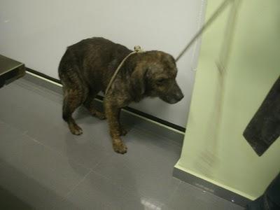 Tucan en malas condiciones.(Sevilla) Muy urgente!!