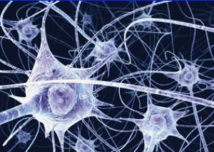 Algunas ideas acerca de nuestro maravilloso cerebro. Algunas ideas acerca de nuestro maravilloso cerebro.