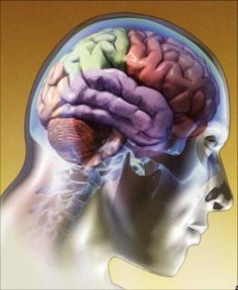 Algunas ideas acerca de nuestro maravilloso cerebro. Algunas ideas acerca de nuestro maravilloso cerebro.