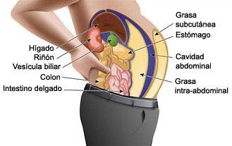 La grasa visceral o abdominal