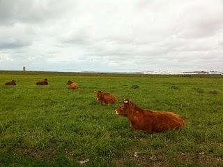 PARCELA DONDE QUIEREN CONSTRUIR EL MACROHOTEL