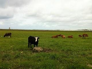 PARCELA DONDE QUIEREN CONSTRUIR EL MACROHOTEL