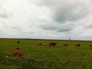 PARCELA DONDE QUIEREN CONSTRUIR EL MACROHOTEL