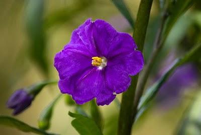 Botón Azul - Lycianthes rantonnei
